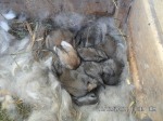 bella covata di conigli nati in pieno inverno
