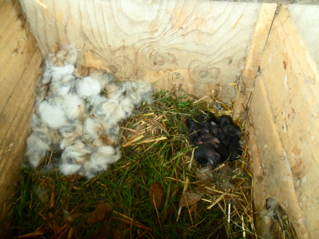 Coniglietti appena nati 2 dicembre 2012 (3)